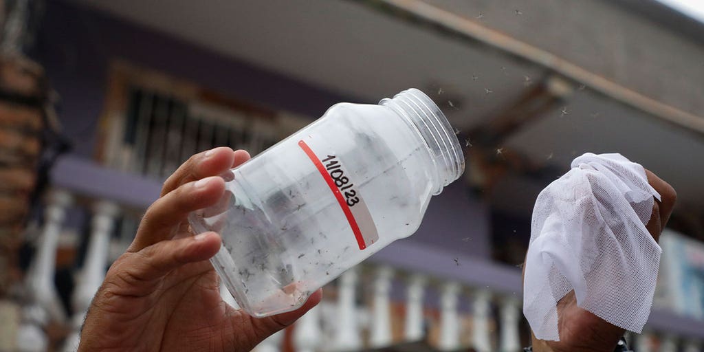 Mosquitos, feared for spreading dengue, now being bred to fight the disease - Vimarsana News