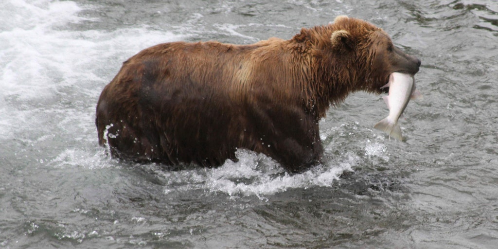 Alaska's beloved 'Fat Bear Week' could be threatened by government shutdown - Vimarsana News