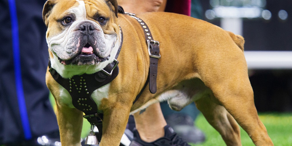 Scotland to restrict American XL bully dog breed, joining England, Wales after series of attacks: report - Vimarsana News