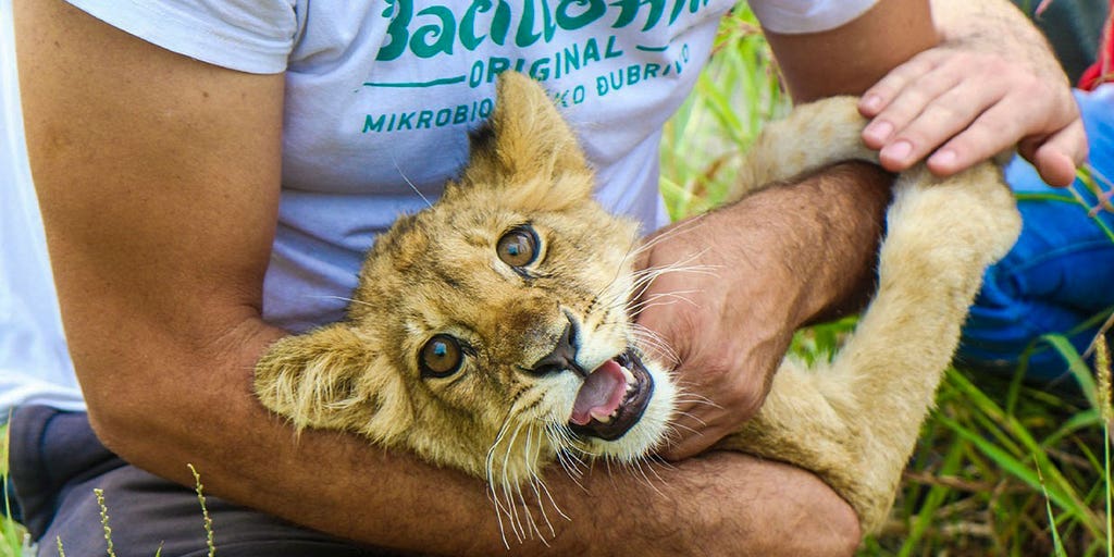 Malnourished lion cub in Serbia found wandering by roadside, police now investigating - Vimarsana News