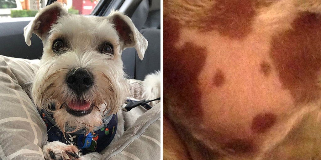Dog owner notices spots on pet's chest that resemble the pup himself: See the surprising pictures - Vimarsana News