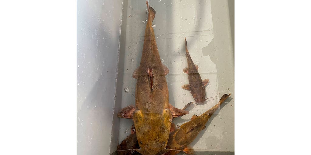 Invasive catfish predator invades Georgia river - Vimarsana News