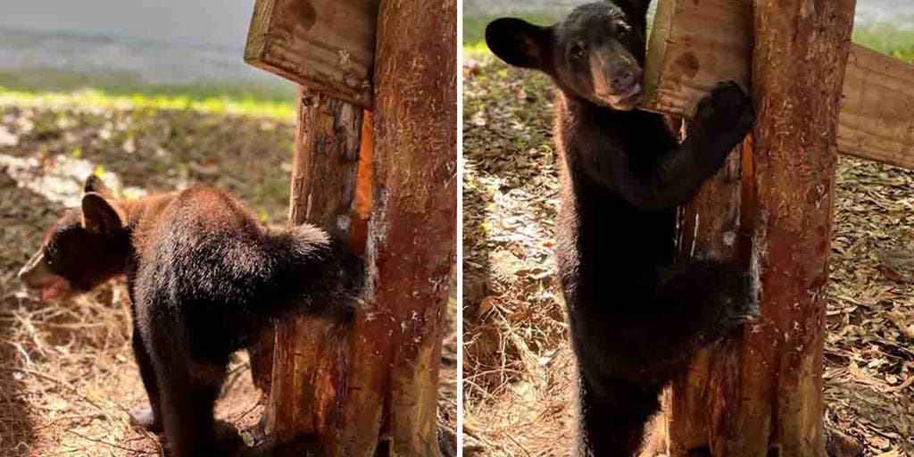 Bear cub caught in a jam is freed after Florida wildlife officials use dish  soap, chainsaw