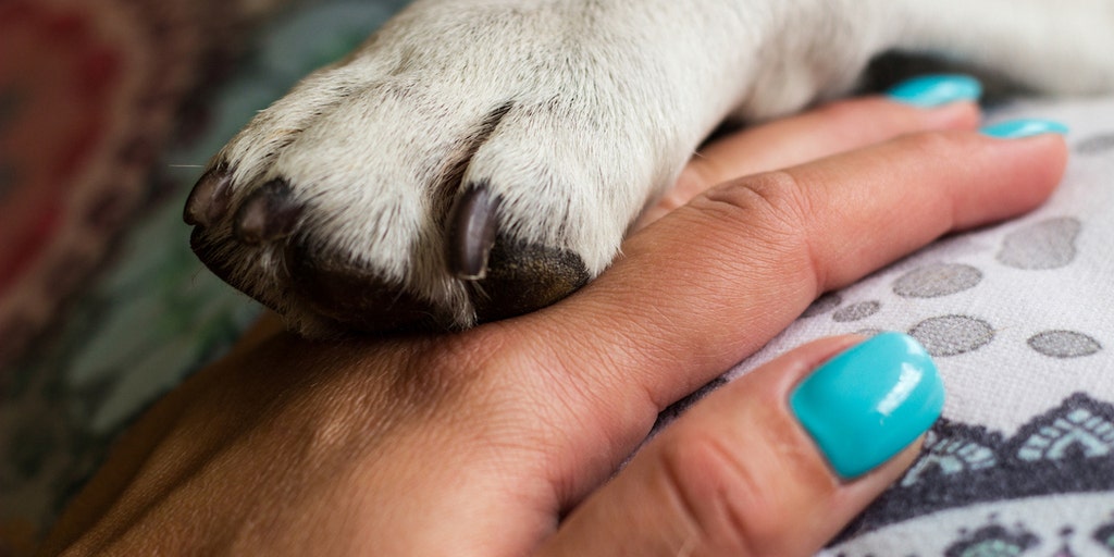 New Mexico puppy is euthanized after it contracted rabies: This is a '100% preventable disease' - Vimarsana News
