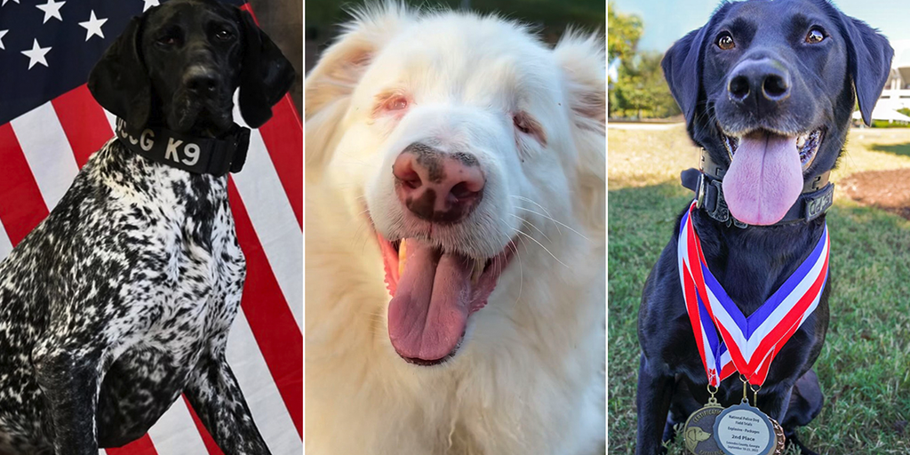 American Humane Hero Dog Awards 2023 announces 'top dog' finalists ahead of Veteran's Day ceremony - Vimarsana News