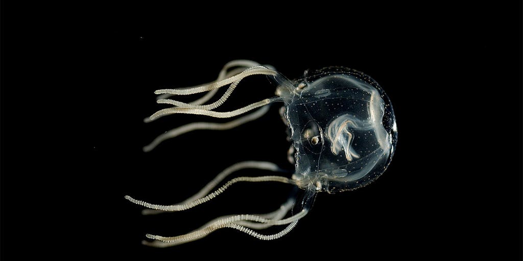 Jellyfish are not the 'simple creatures' once thought: New study may change an understanding of our own brains - Vimarsana News