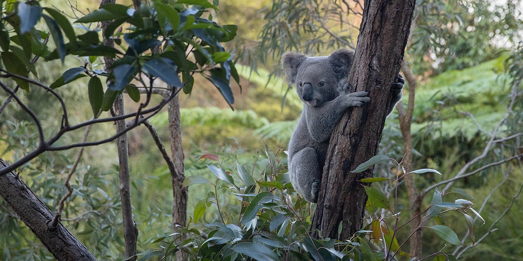Australia travel guide: What to know before you visit the land down under - Vimarsana News