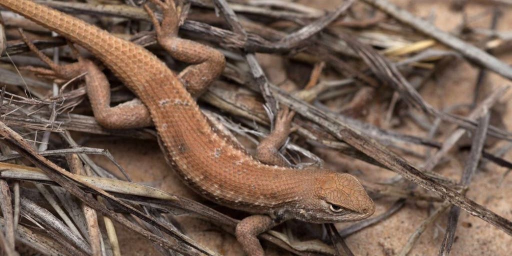 Texas pushes back as Biden admin digs up old fight over lizard that could 'cripple' state oil industry - Vimarsana News