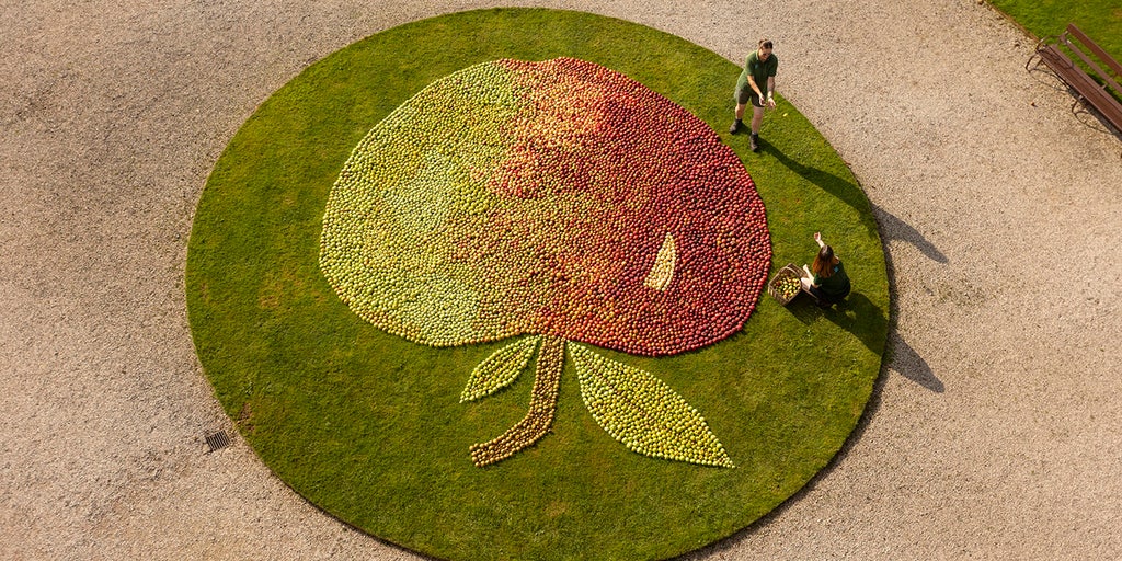 Apple of their eye: See the unique display that gardeners created using leftover orchard fruit - Vimarsana News