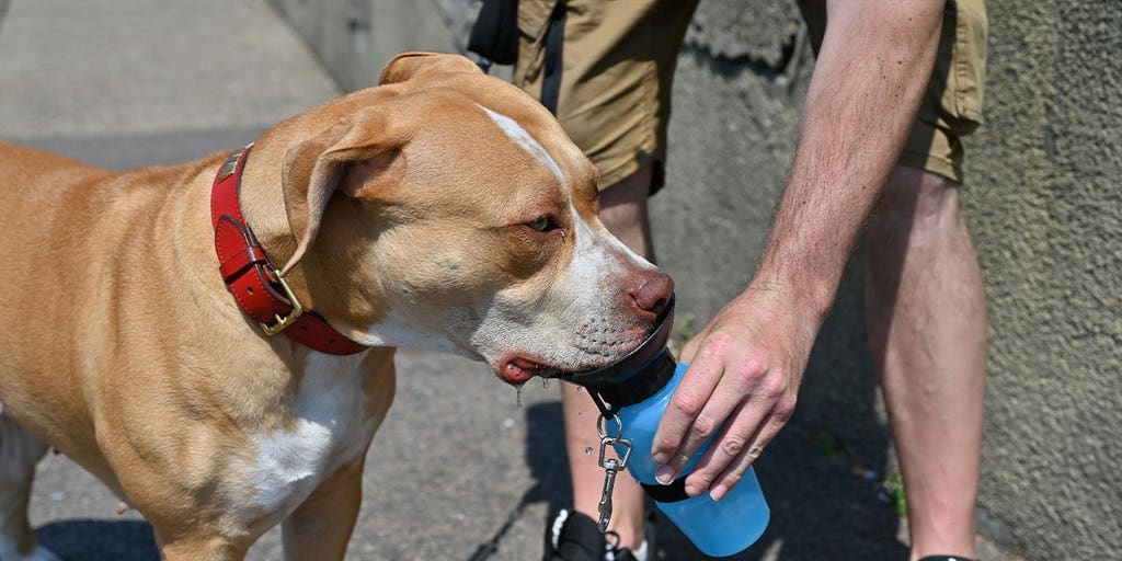 American XL Bully officially banned in UK after spate of attacks