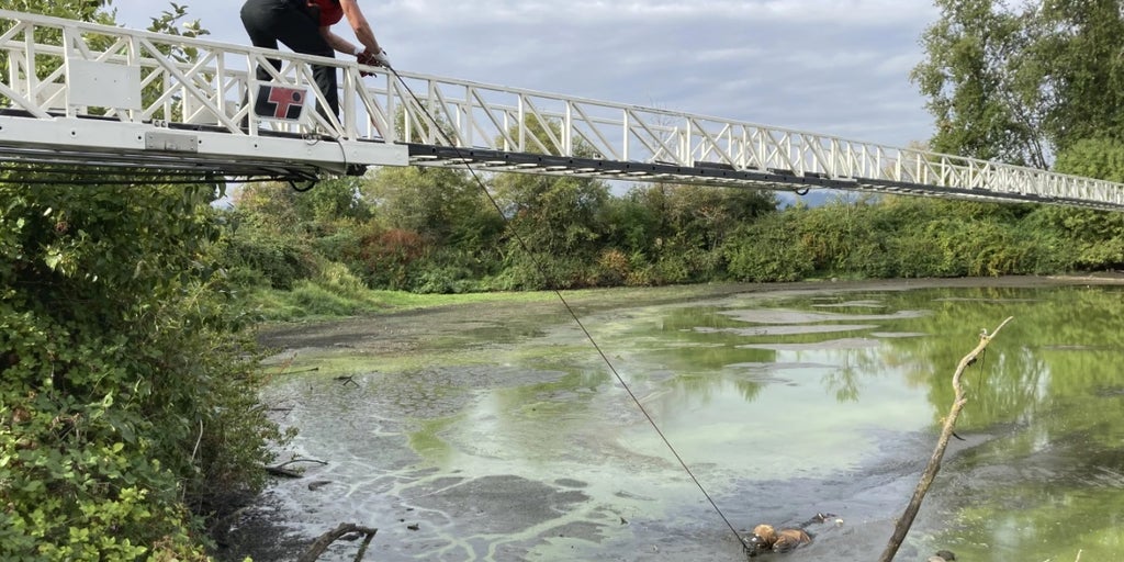 Portland fugitive fished out of pond after escape lands him in mud up to armpits - Vimarsana News