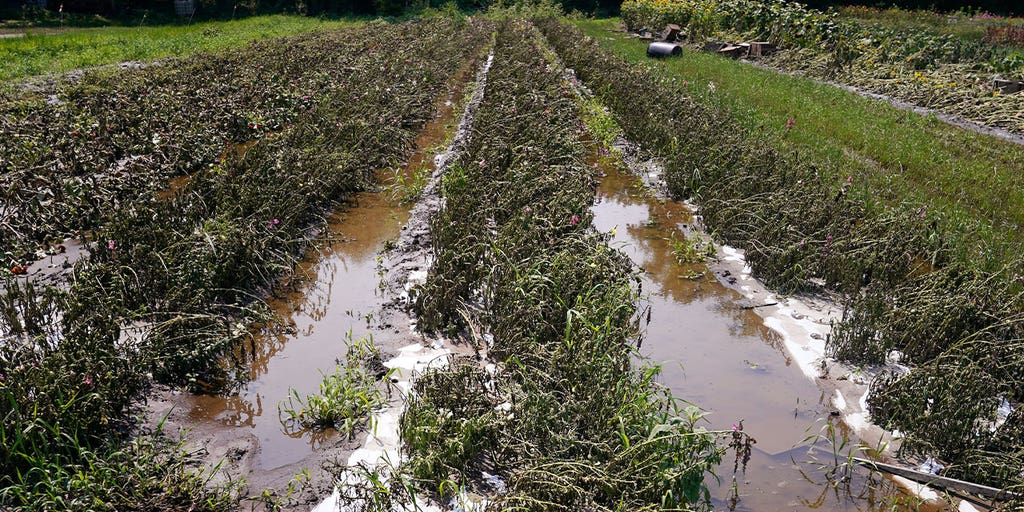 Vermont farmers become eligible for emergency loans after USDA designates summer flooding a disaster - Vimarsana News