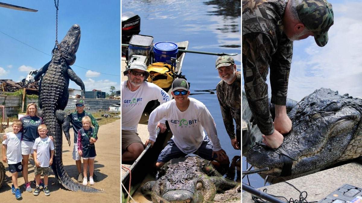 920-pound alligator harvested in orlando