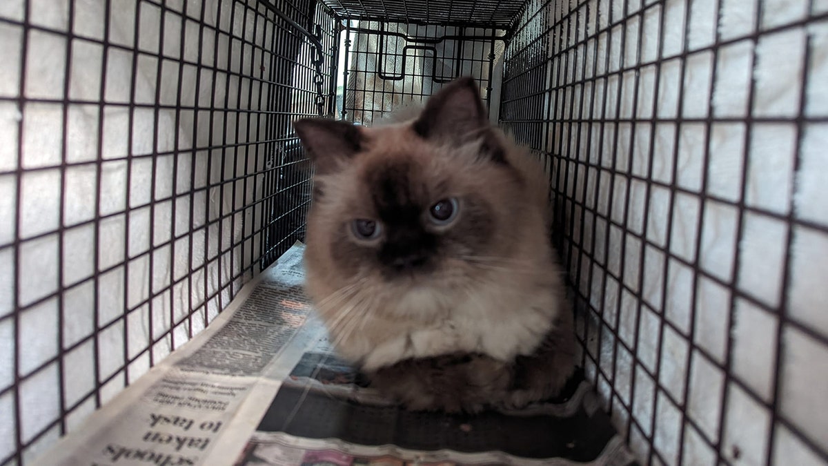 Himalayan in humane trap looking miffed