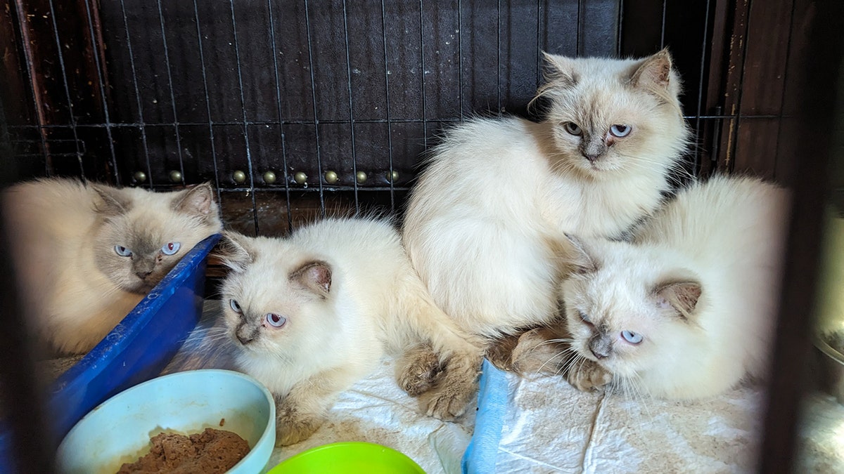 Four Himalayan kittens eating food. They are cream with dark ears and faces.