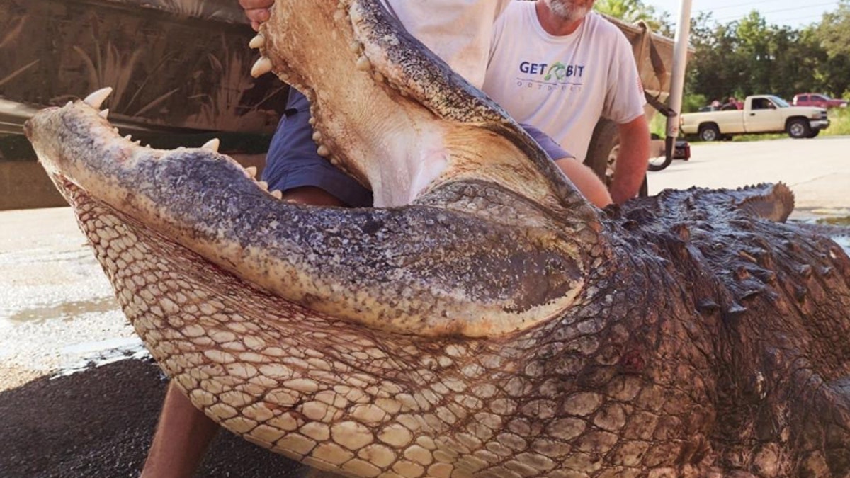 Alligator in Florida weighing 920 pounds could be state’s 2nd heaviest