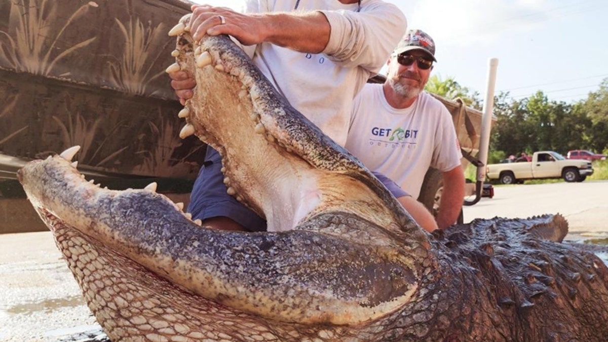 920-pound harvested alligator with mouth open