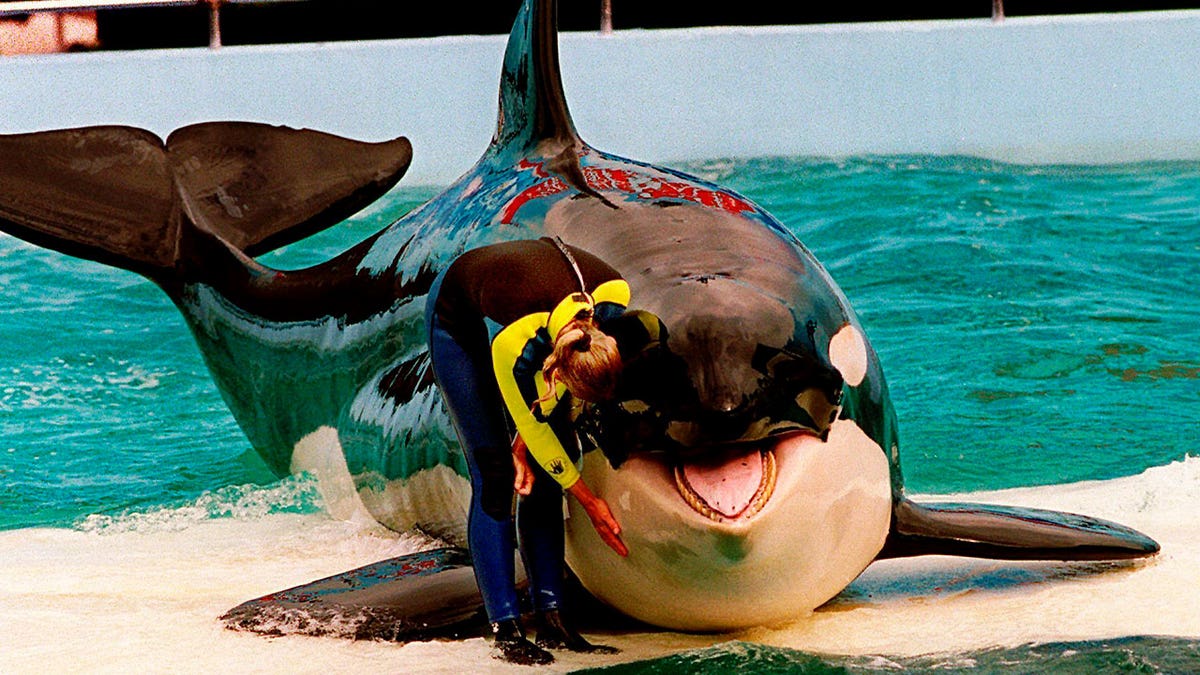 trainer pets orca whale
