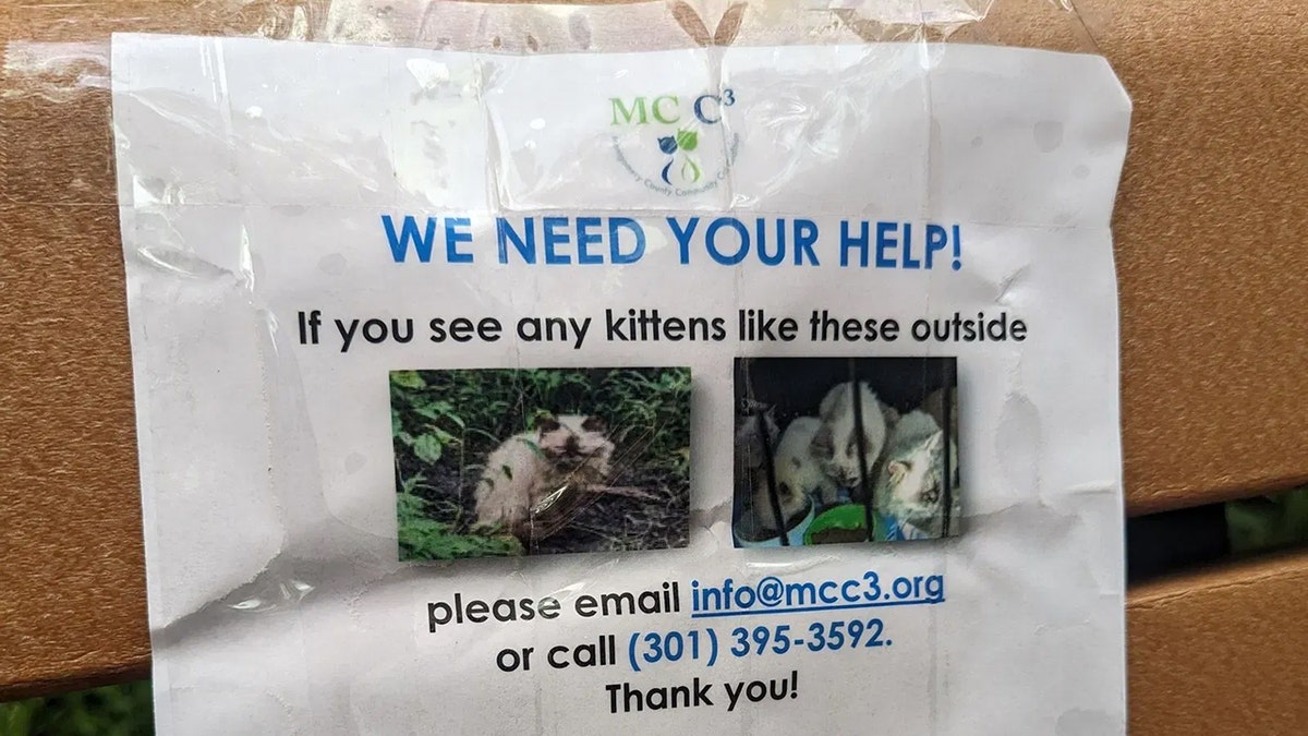 Flyer advertising what to do if you spy a kitten in the wild