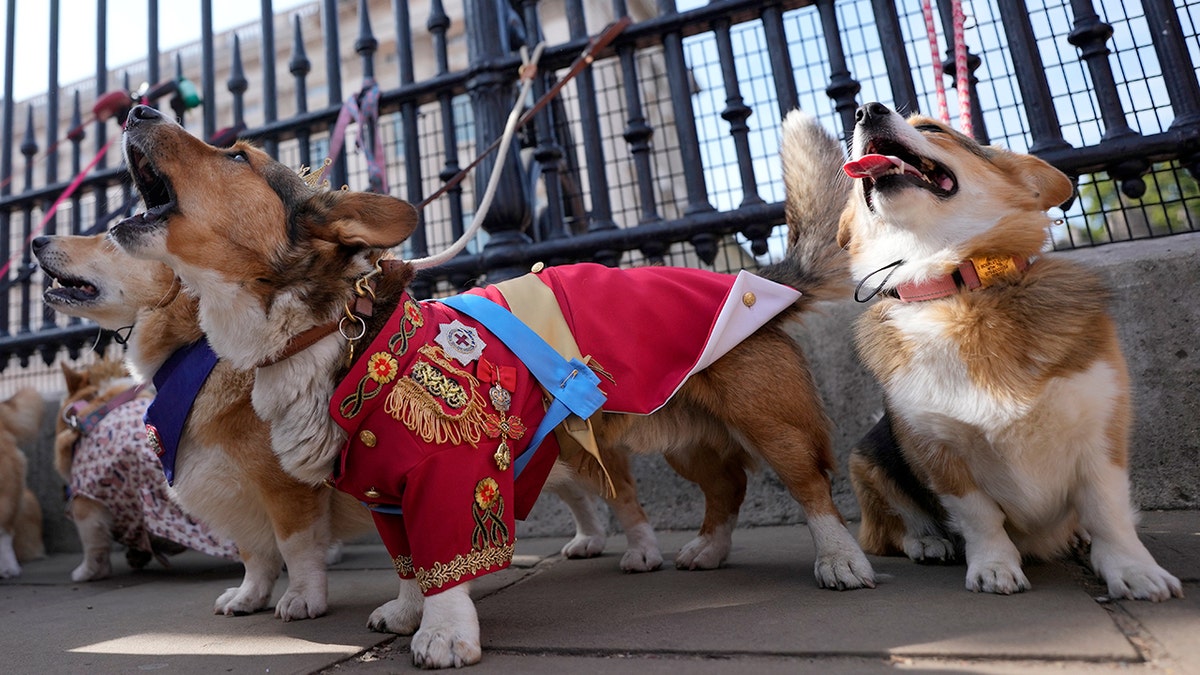 British corgis parade outside Buckingham Palace to honor Queen Elizabeth II's death, one year later 1 Corgis outside palace