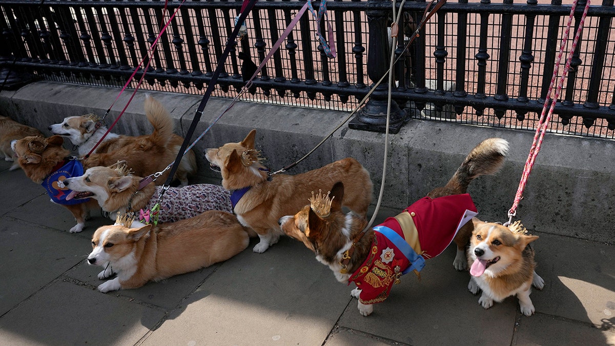 British corgis parade outside Buckingham Palace to honor Queen Elizabeth II's death, one year later 3 Corgis standing outside palace