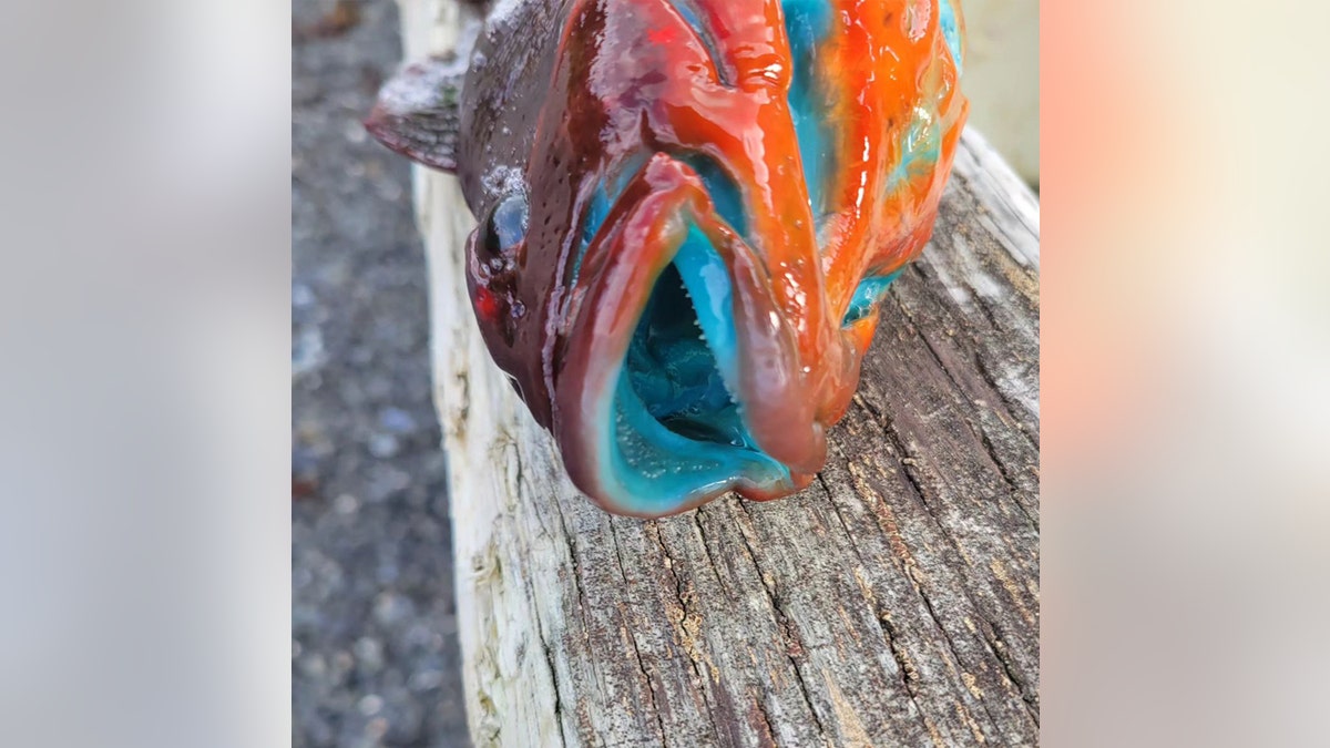 Rock greenling with open blue mouth.