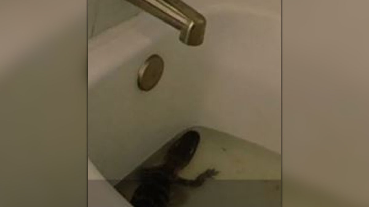 Alligator in hotel bathtub