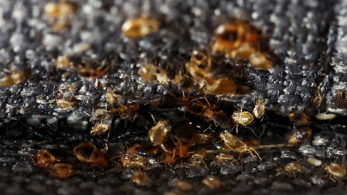 Paris Resident Feels Like A Plague Victim As Bedbug Infestation   Bedbugs 