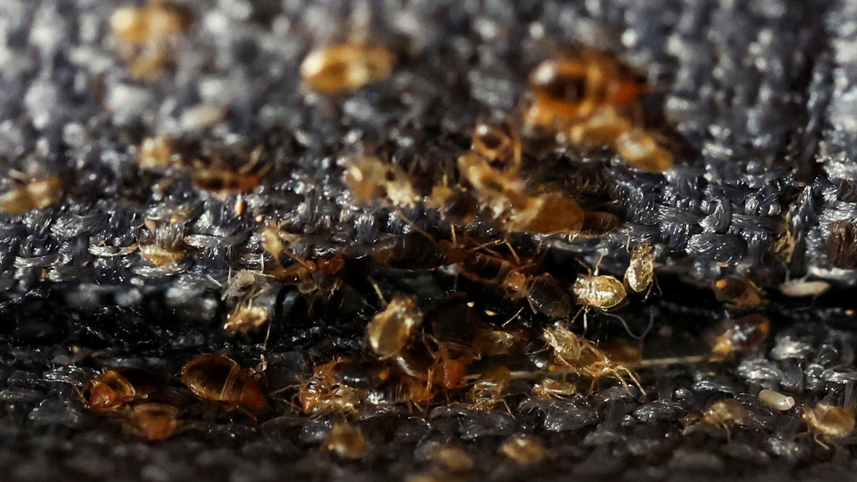 As The Paris Olympics Approach French Authorities Launch Efforts To Eradicate Bed Bugs Eodba