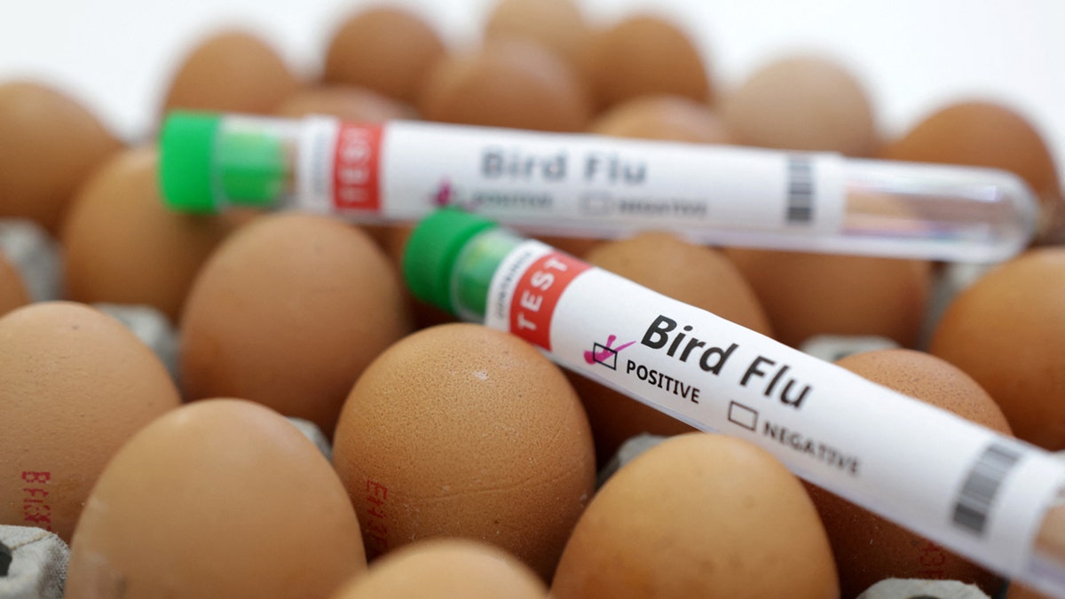 Kuş gribi aşısı