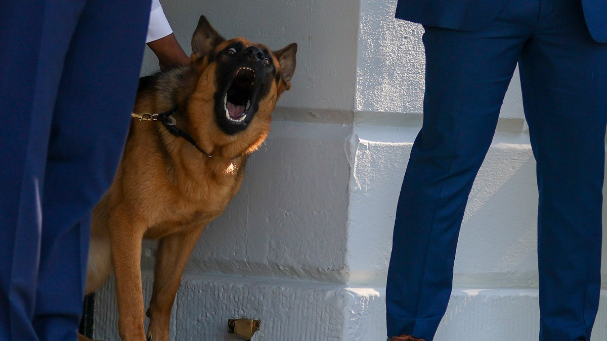 El perro de la familia Biden Comandante en la Casa Blanca