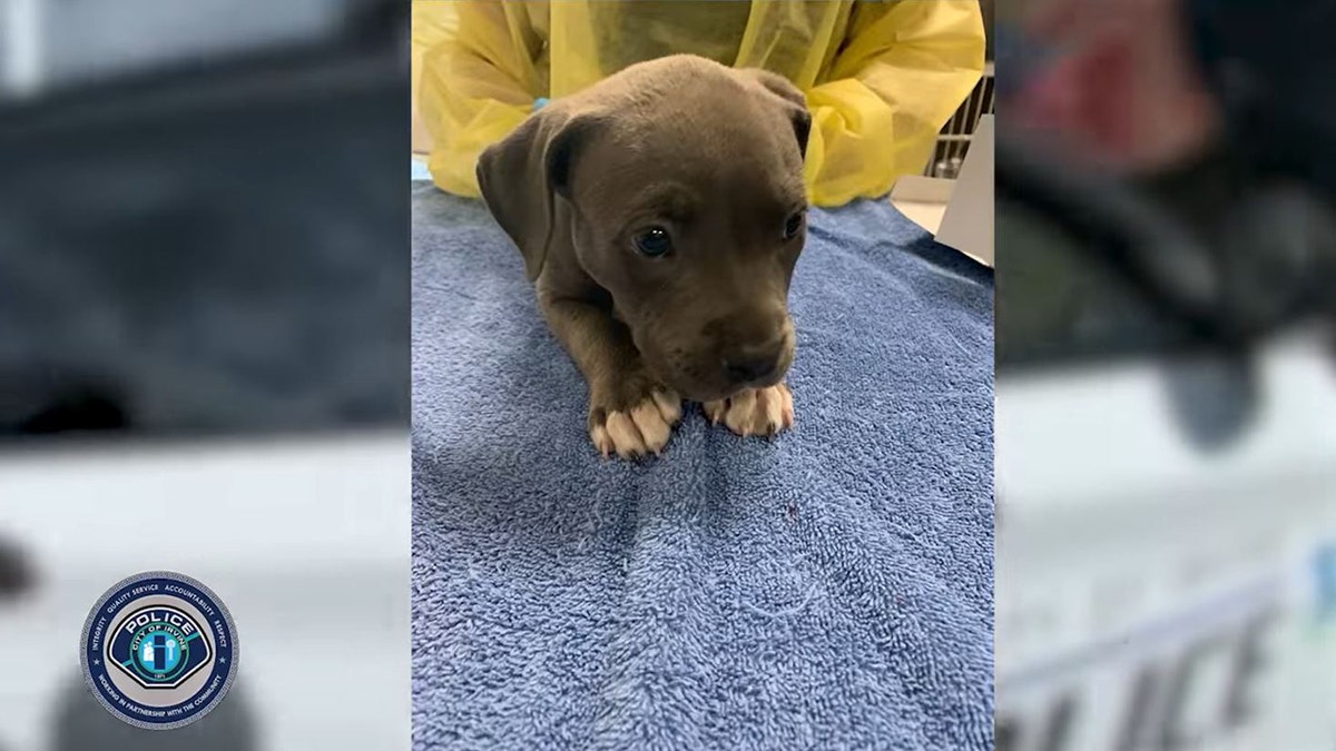 Puppy saved after alleged fentanyl exposure in California