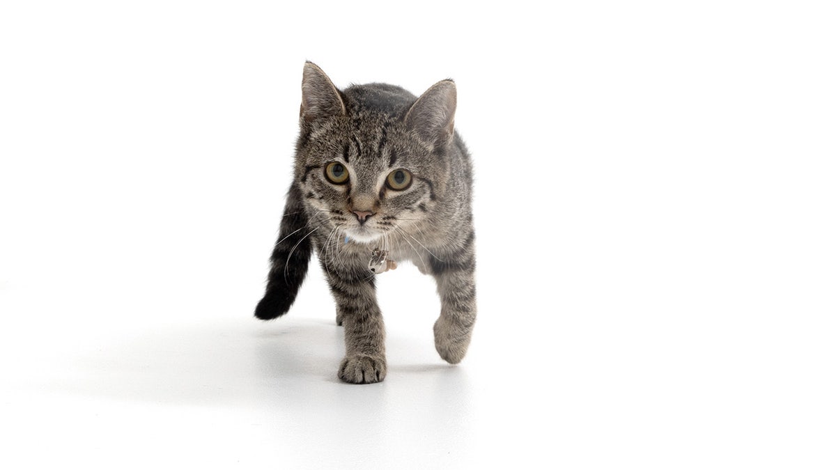 tabby kitten staring into the camera with deep eyes