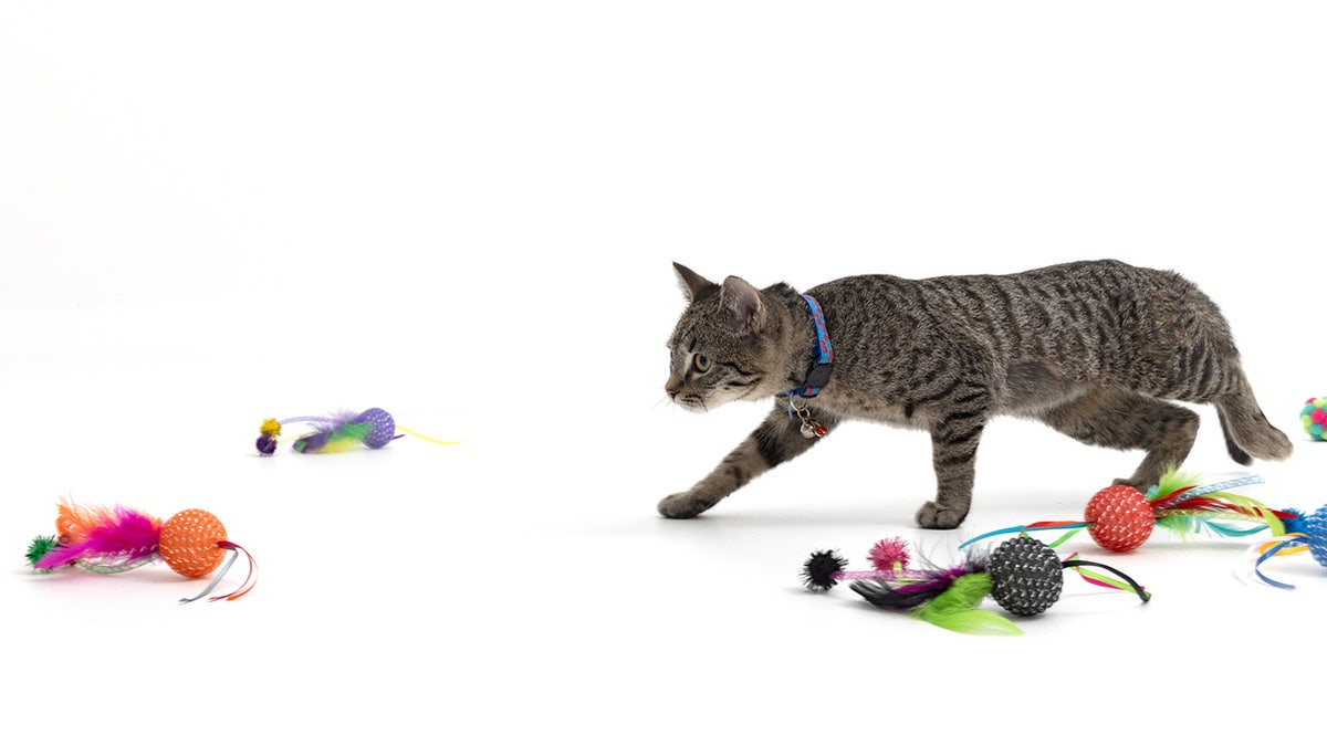 tabby cat playing with toys