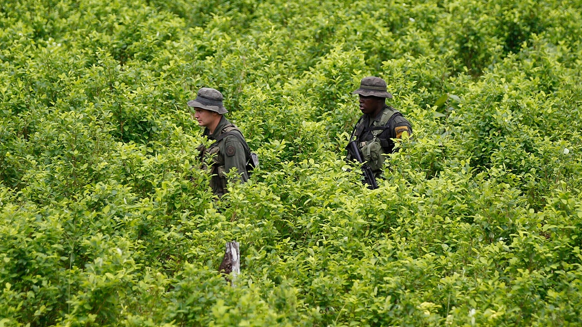 Coca crops in Colombia