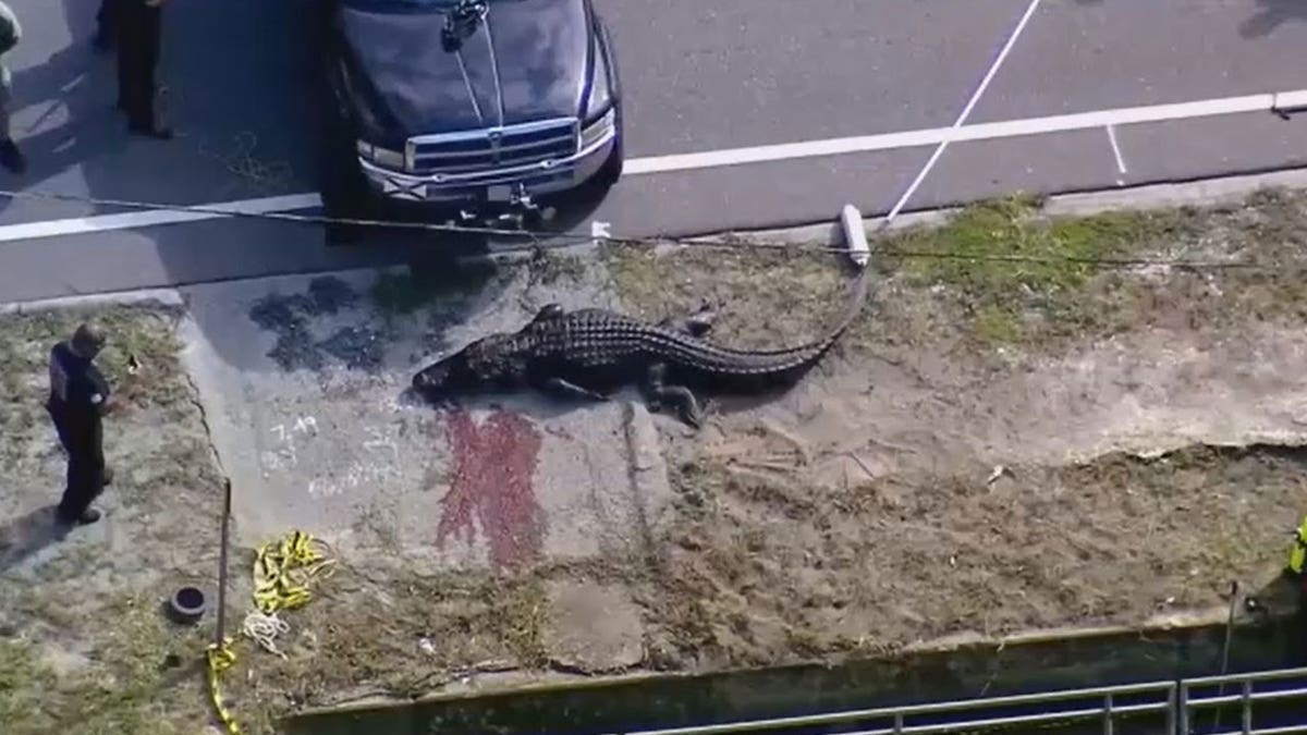 Alligator seen in Florida with blood around it