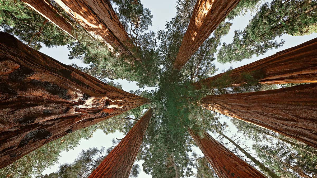 upward look at sequoia trees