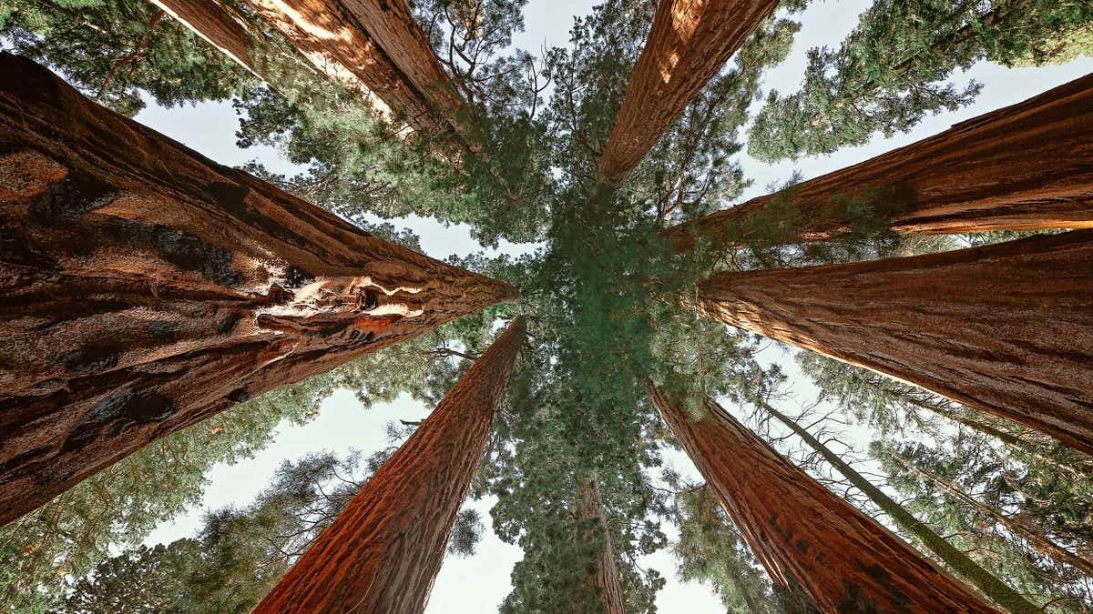 upward look at sequoia trees