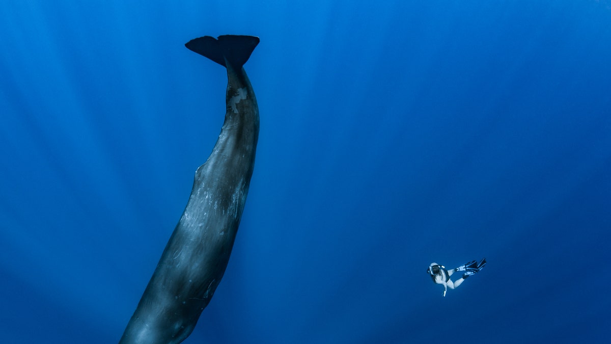 A sperm whale dives nose to the ocean floor as a diver looks on.