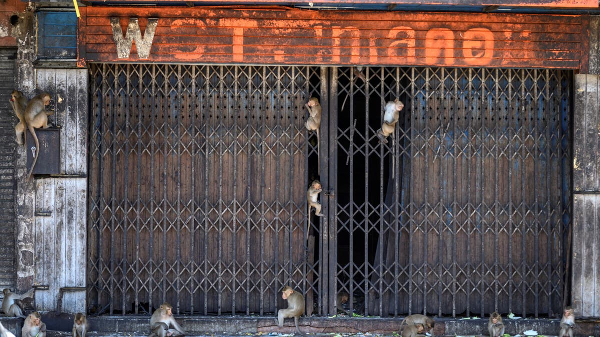 wild monkey gangs