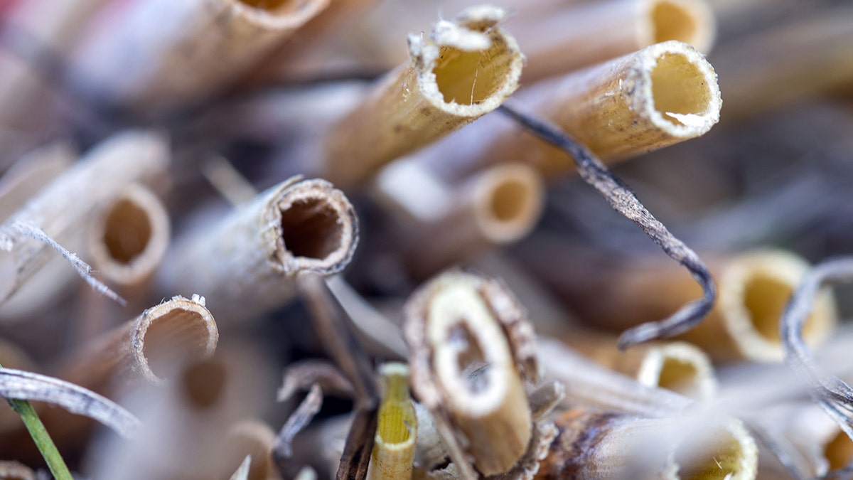 Natural rye straws