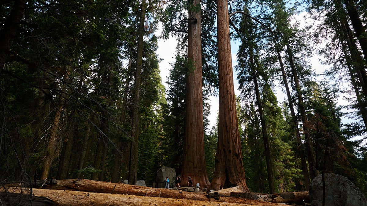 people in front of giant trees