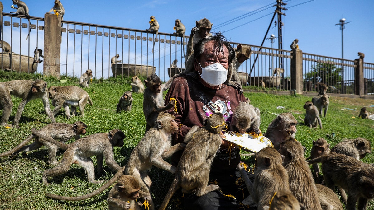 Wild monkey gangs