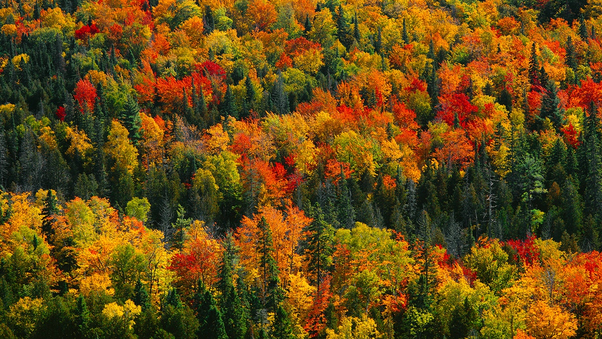 Porcupine State Park michigan