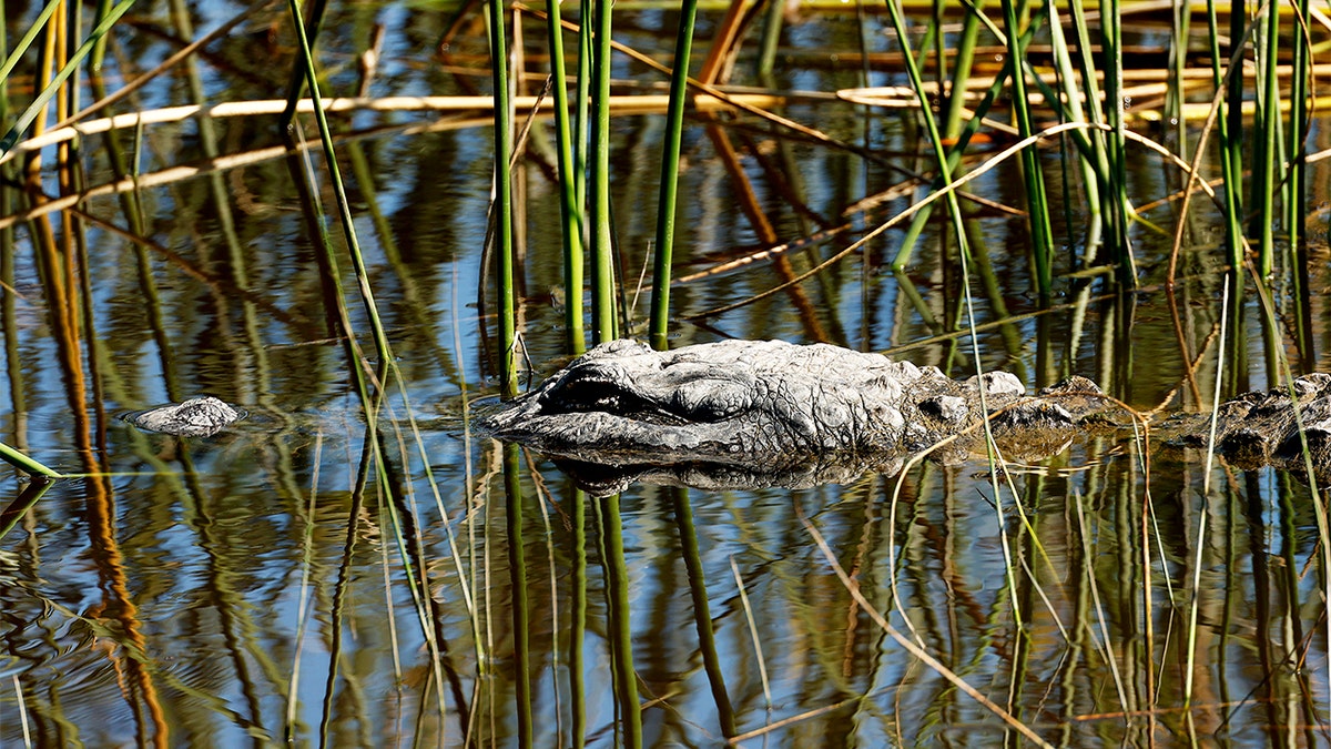 Alligator seen in bayou in Louisiana