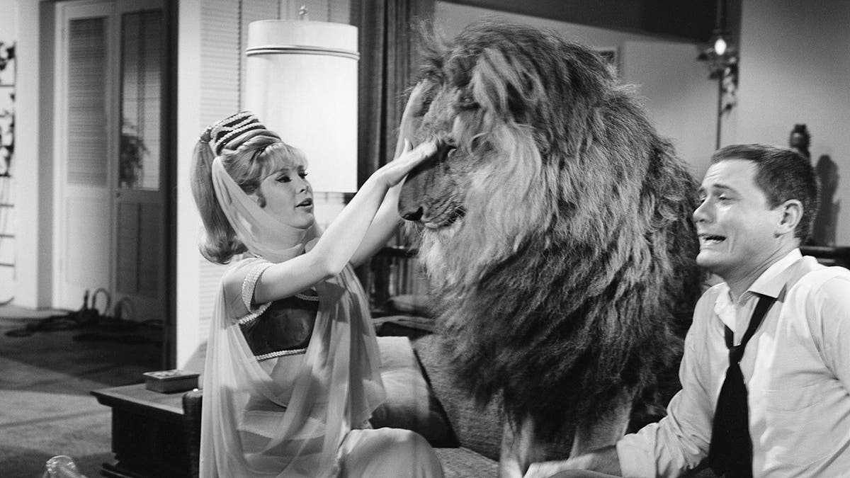 Barbara Eden caressing a lion while Larry Hagman looks frightened