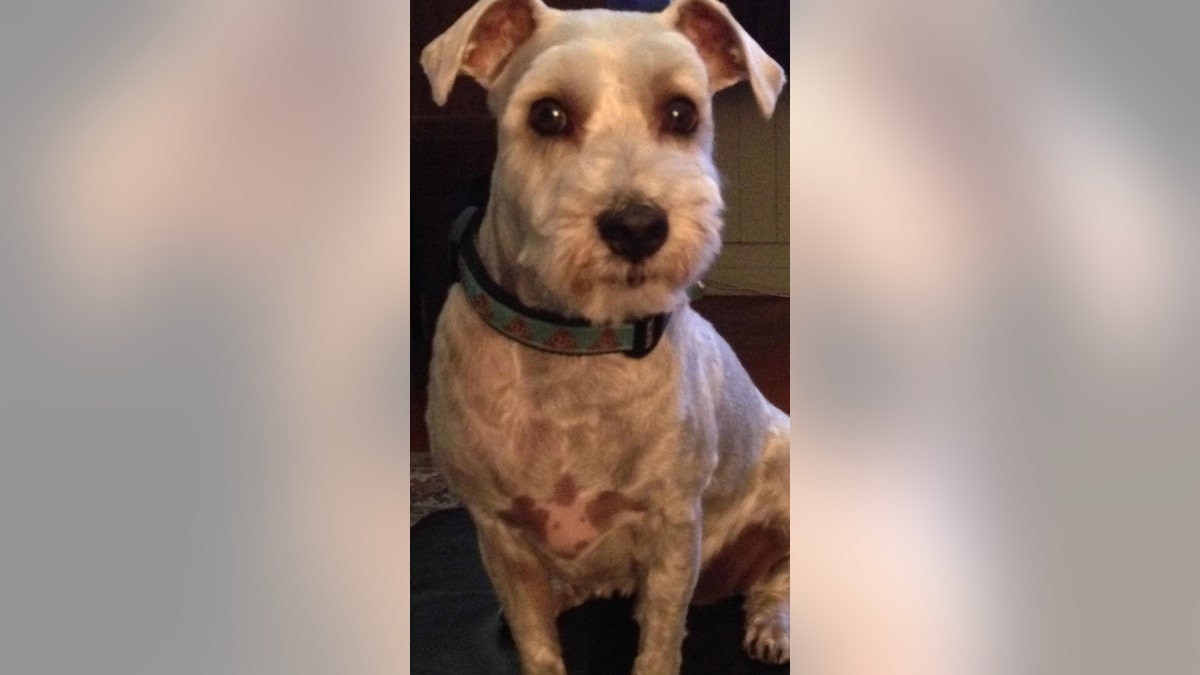 Dog owner notices spots on pet’s chest that resemble the pup himself: See the surprising pictures