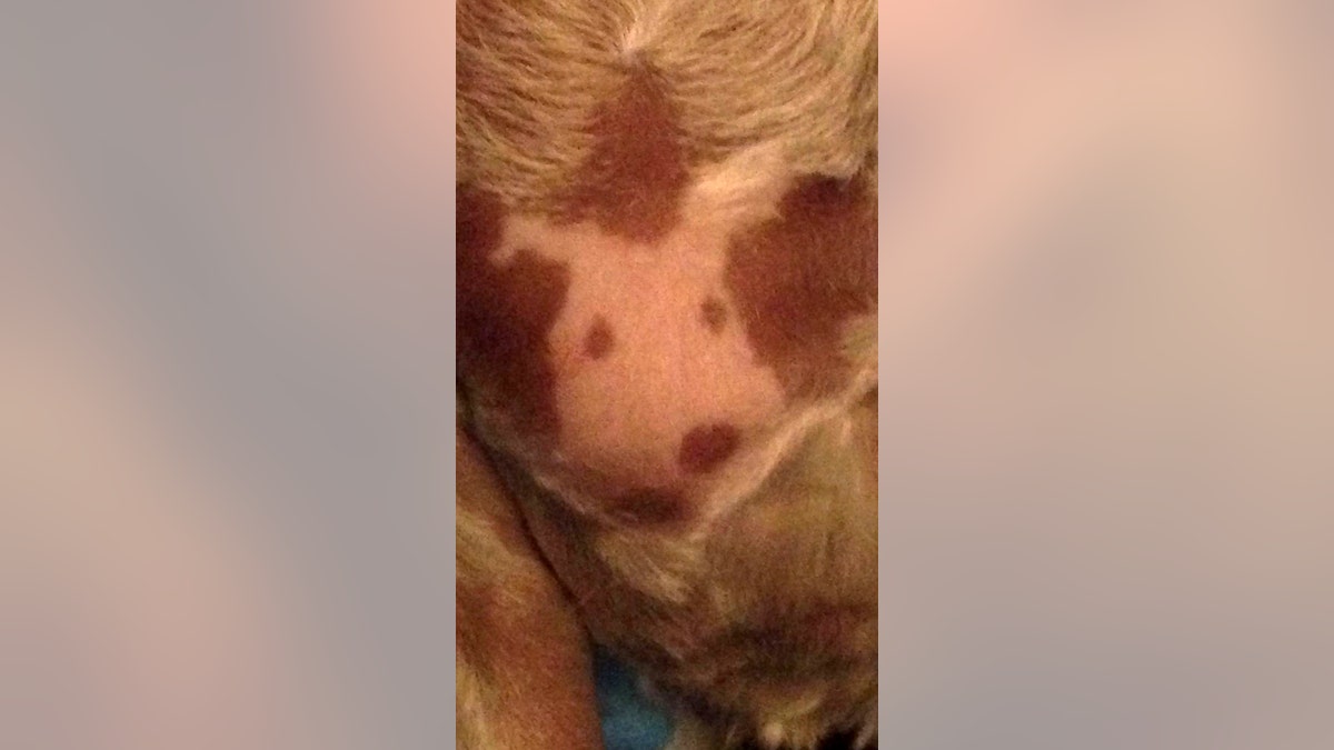 Dog groomed portrait