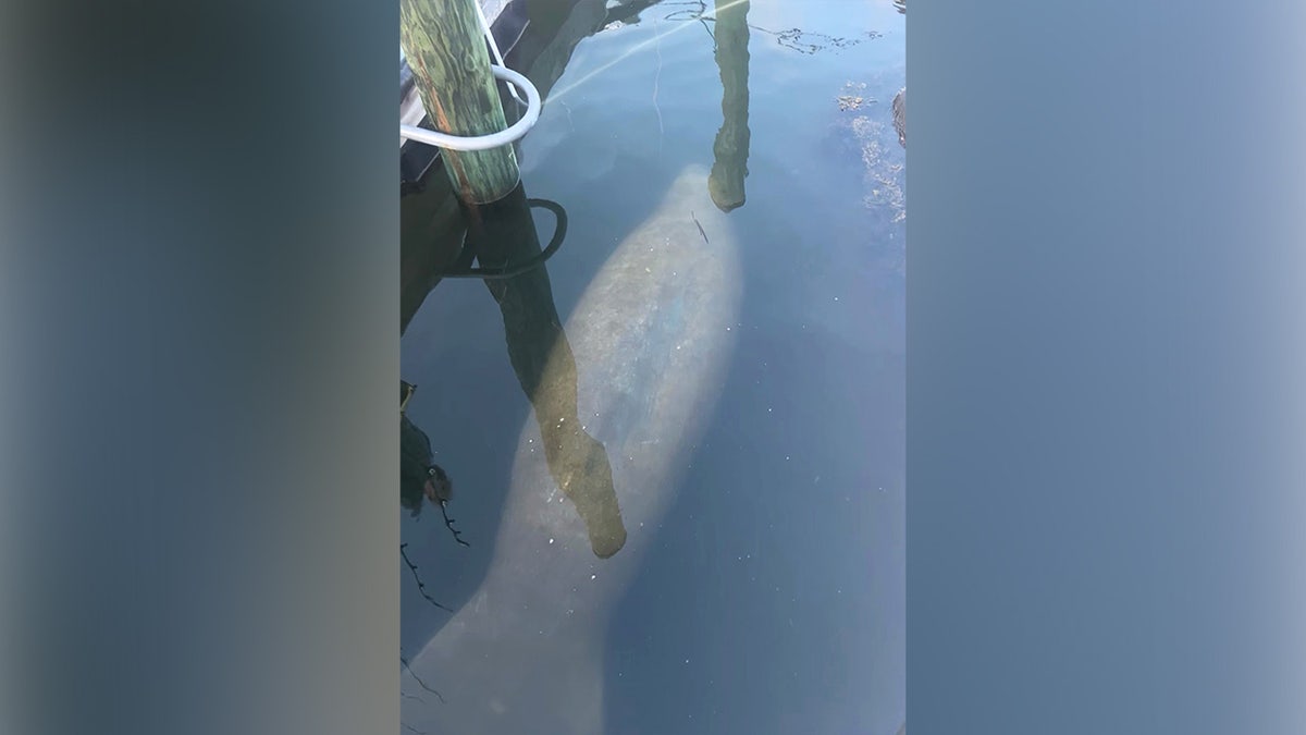 Manatee