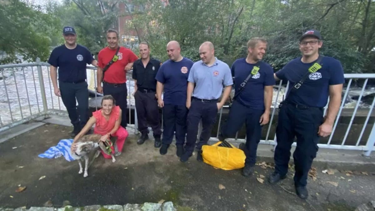 Maggie after being rescued